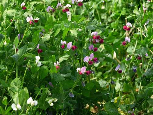 Austrian winter peas 