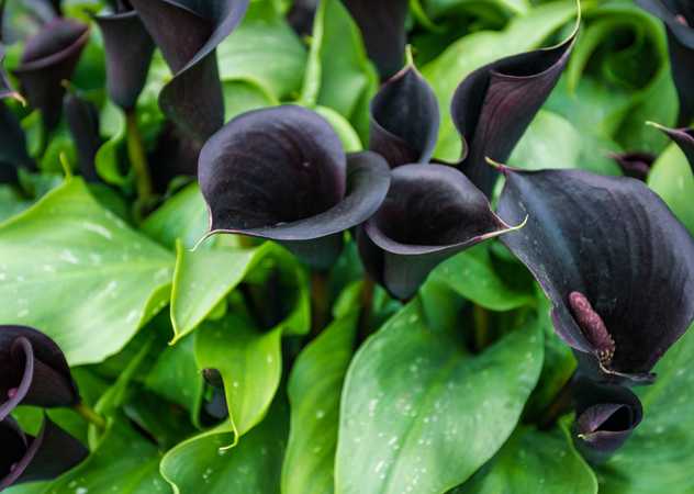 Black calla lilies with striking green foliage