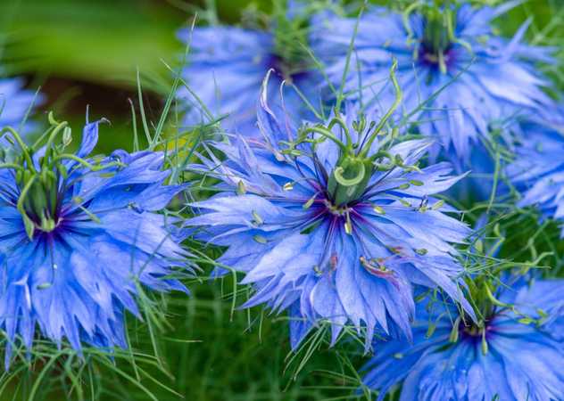 Blue blooms of Love-in-a-Mist