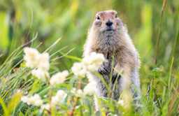 Fluffy groundhog standing in a meadow 