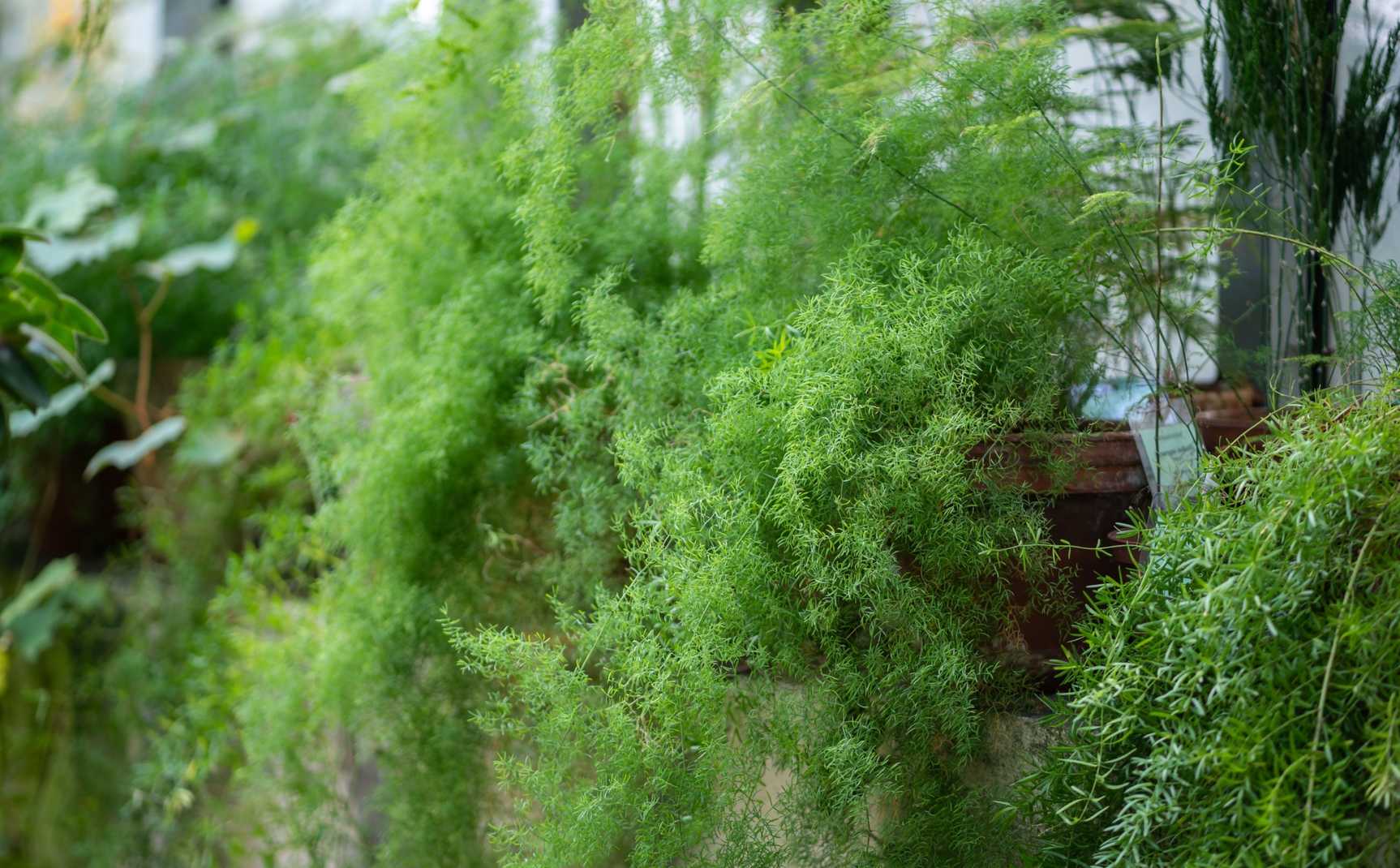 Lacy asparagus fern in a greenhouse 