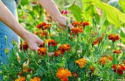 Marigolds in the garden