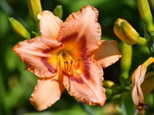 Peach colored daylily flower and buds 